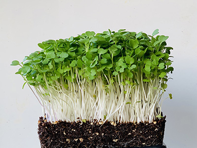 Arugula microgreens