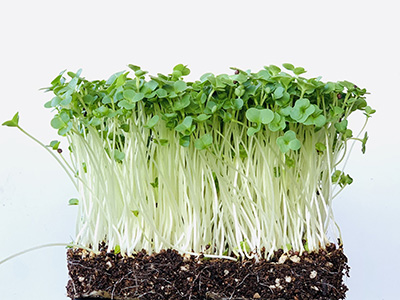 Broccoli microgreens