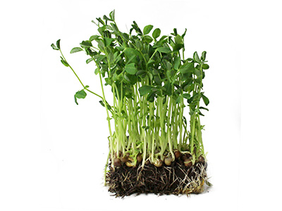 Pea microgreens