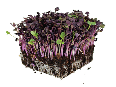 Radish microgreens