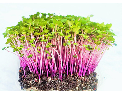 Red cabbage microgreens