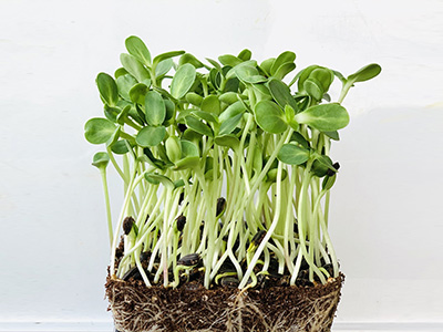 Sunflower microgreens